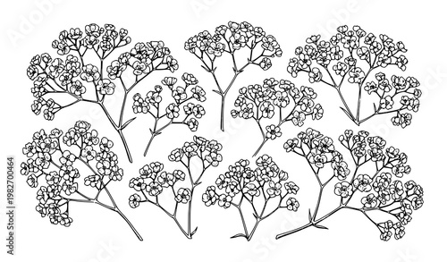 Vintage gypsophila botanical illustration vector set with hand drawn baby’s breath flowers in black and white