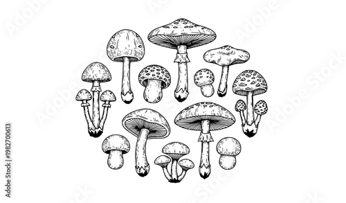 Vintage forest mushroom botanical vector set with hand drawn black and white fungi illustrations