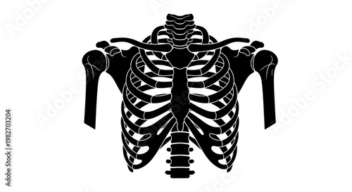 Anatomical illustration of a human ribcage and clavicles in black