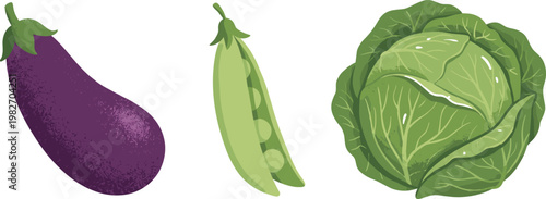 Fresh Vegetable Collection with Eggplant, Green Peas, and Cabbage Flat Vector Illustration for Organic Food, Agriculture, Cooking, and Healthy Diet Design Projects