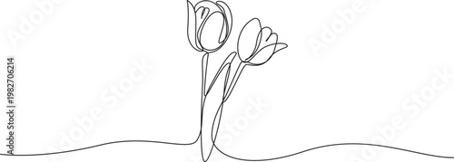 tulip flower continuous one line drawing, Tulip single line drawing. Abstract flower continuous one line illustration.