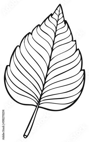 Detailed leaf line art for botanical design projects and educational resources shows symmetrical venation pattern and simple organic form on a white field