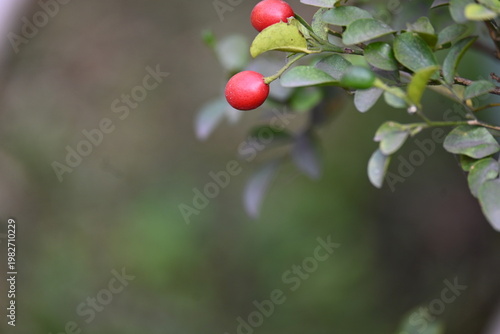 Vászonkép Murraya paniculata fruits