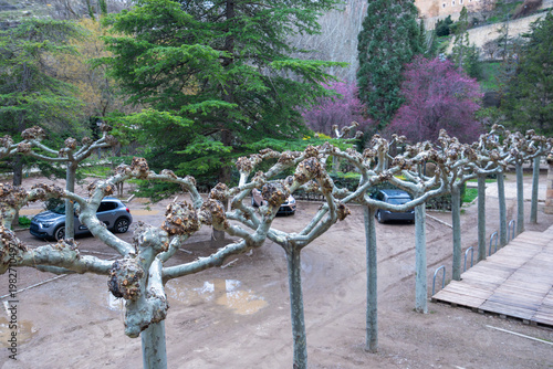A row of pruned plane trees with unique shapes in a parking area in Albarracin, Spain, during spring.