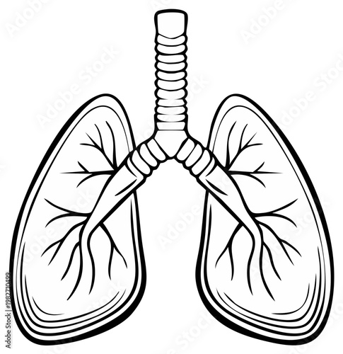 Illustration of human lungs and trachea symbolizing respiratory health and anatomy