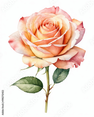 Delicate rose watercolor peach pink gradient single blooming rose painted in watercolor with peach petals and pink edge green stem and leaf on white background