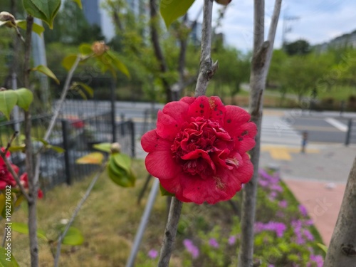 An image of Rosa banksiae growing along an apartment wall near Daecheongcheon.