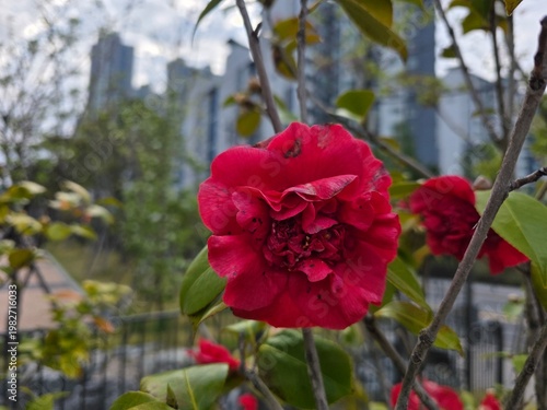 An image of Rosa banksiae growing along an apartment wall near Daecheongcheon.