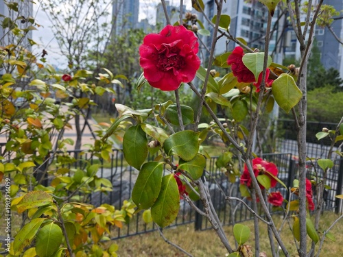 An image of Rosa banksiae growing along an apartment wall near Daecheongcheon.