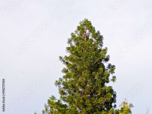 mature conifer tree, likely a species within the Araucaria genus, such as the Norfolk Island Pine or the Cook Pine