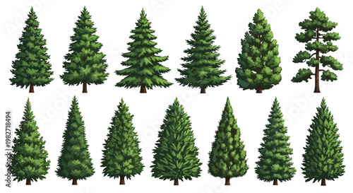 Collection of Diverse Evergreen Pine Trees, Conifers, and Fir Trees Isolated on White Background