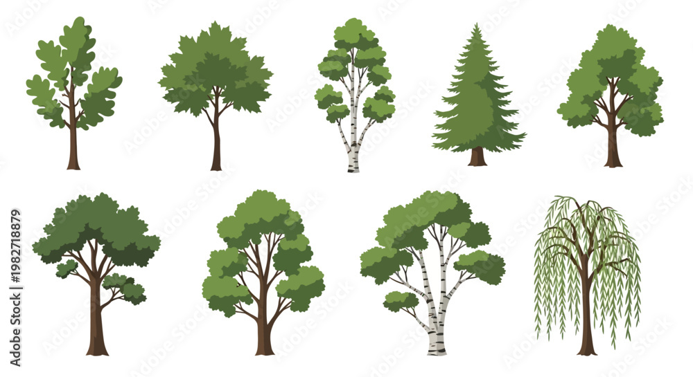 Fototapeta premium Collection of Diverse Tree Illustrations: Deciduous, Coniferous, and Weeping Varieties