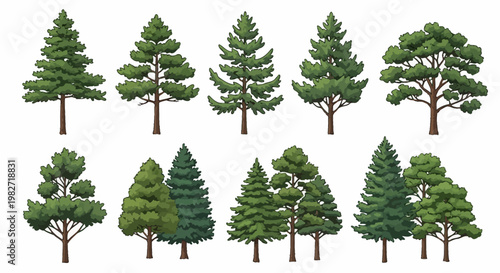 Collection of Diverse Pine Trees, Evergreen Conifers, Forest Elements, Nature Landscape