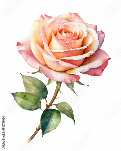 Rose flower bloom petal stem leaf watercolor peach pink gradient color soft blended delicate elegance
