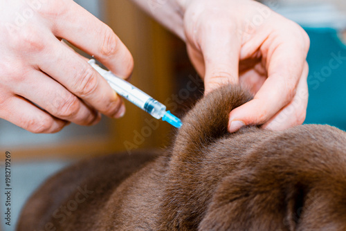 Close up cute Labrador puppy dog getting a vaccine at the veterinary doctor. Dog Retriever lying on the examination table at a clinic.