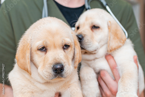 Close up adorable labrador puppy dogs are comfortably in the arms of veterinary healthcare professional doc.