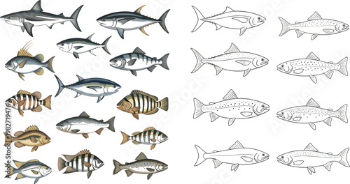 Realistic Fish Species Collection with Ocean and Freshwater Fish Detailed Marine Wildlife Vector Illustration Set