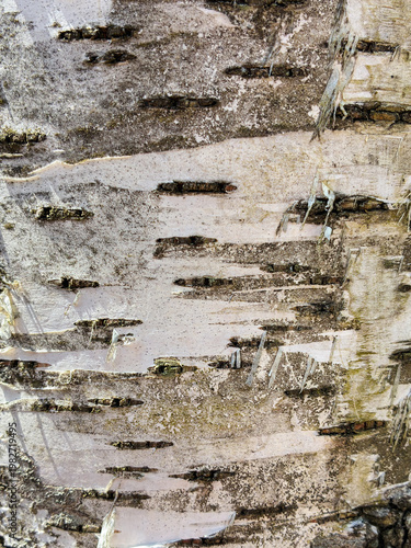 The birch bark texture pattern wooden background. Macro shot. Texture made of birch tree bark. Beautiful birch trunk background.