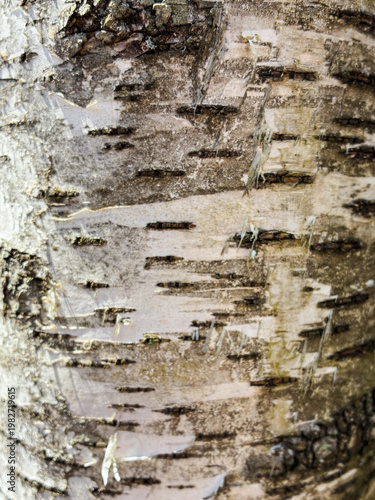 The birch bark texture pattern wooden background. Macro shot. Texture made of birch tree bark. Beautiful birch trunk background.