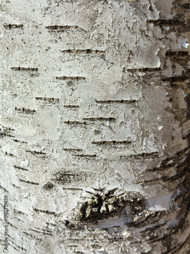 The birch bark texture pattern wooden background. Macro shot. Texture made of birch tree bark. Beautiful birch trunk background.