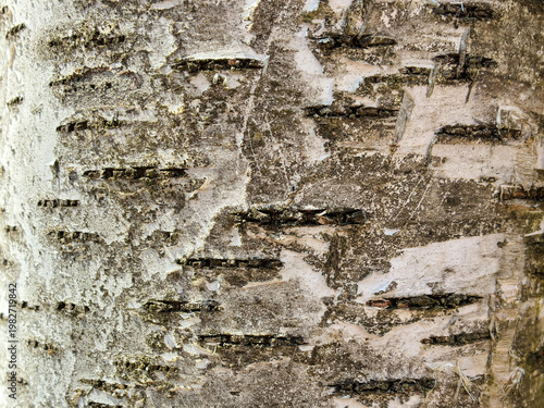 The birch bark texture pattern wooden background. Macro shot. Texture made of birch tree bark. Beautiful birch trunk background.