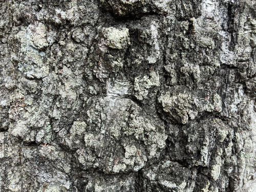 The birch bark texture pattern wooden background. Macro shot. Texture made of birch tree bark. Beautiful birch trunk background.