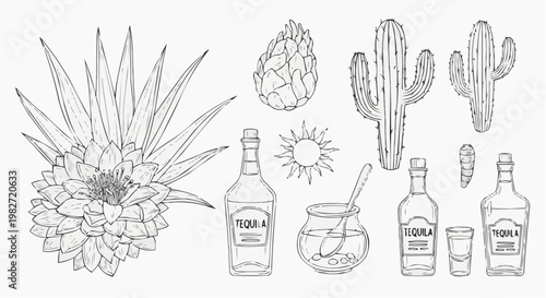 Agave plant and tequila production icons set, hand drawn line art vector