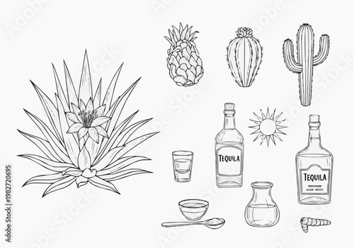 Agave plant and tequila production icons set, hand drawn line art vector