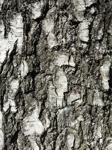 The birch bark texture pattern wooden background. Macro shot. Texture made of birch tree bark. Beautiful birch trunk background.