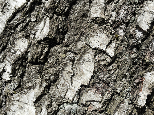 The birch bark texture pattern wooden background. Macro shot. Texture made of birch tree bark. Beautiful birch trunk background.