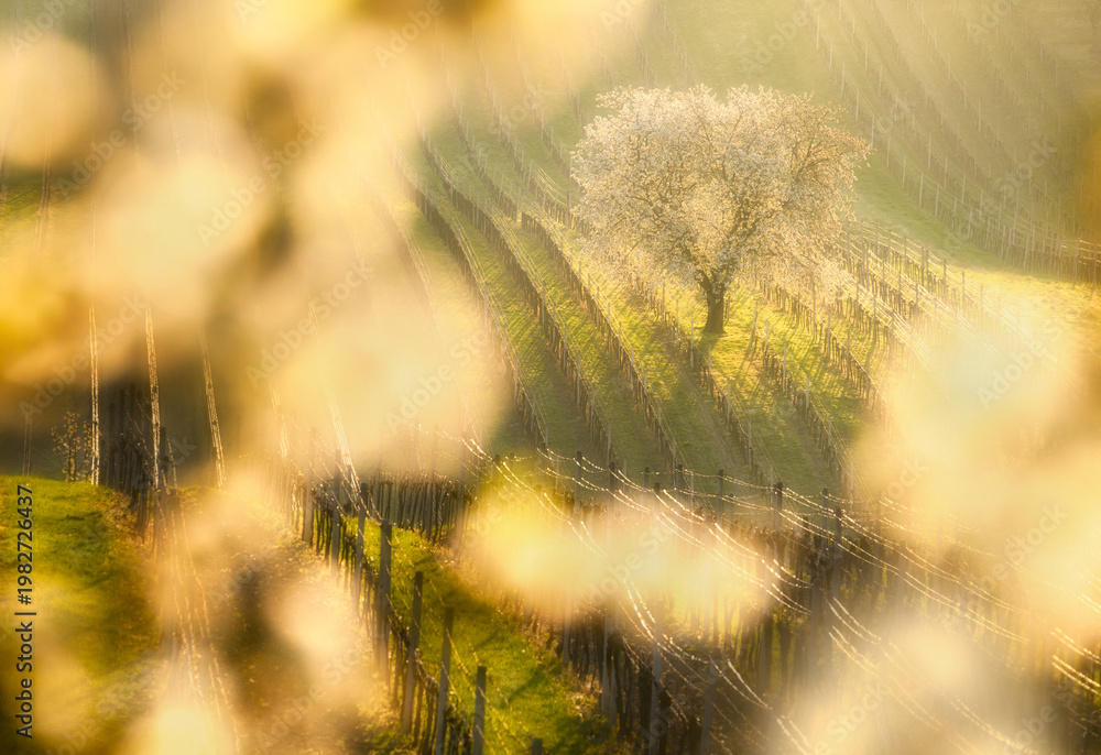 Fototapeta premium Beautiful spring landscape with blossoming trees