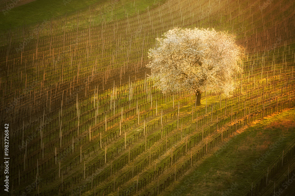 Fototapeta premium Beautiful spring landscape with blossoming tree
