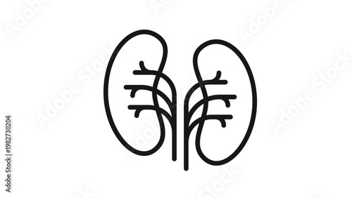 Human kidney vector icon illustration. Minimalist black line art of the renal system and urinary organs. Medical symbol for kidney health, dialysis, urology, and anatomy. Scalable graphic design.