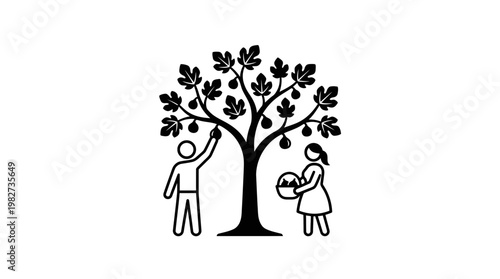 People Harvesting Figs from a Tree