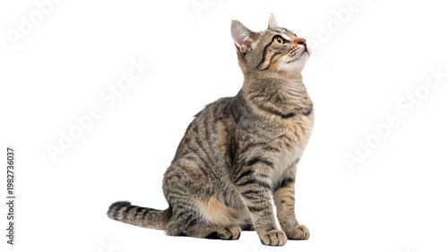 Cuadro en lienzo Gray tabby cat sitting and looking upwards in a bright and simple setting indoor