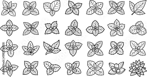 Food and Herbal Industry Black  White Line Art Collection of Mint Leaves and Herb Icons. Outline Vector Graphics for Culinary, Refreshment, and Nature Themes
