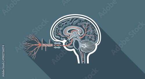 The human brain with neurons and blood vessels is illustrated.