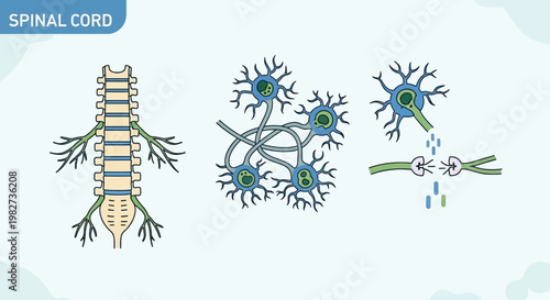 The spinal cord and neurons are shown in a medical illustration with detailed structures.