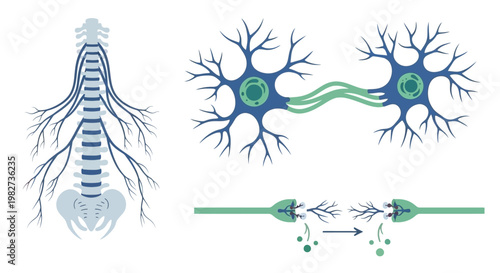 Neurons connect and transmit signals in a complex network of nerve cells.