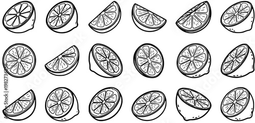 Black and White Line Art Hand-drawn Lemons and Citrus Slices. Food and Fruit Industry Vector Elements for Healthy Designs.