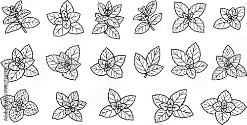 Food  Herbal Black  White Line Art Vector Set: Fresh Mint Leaves and Sprigs  Outline Collection for Cooking, Beverages, and Natural Health