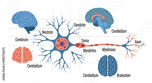 A detailed illustration of a human brain and neuron structure showing various parts.