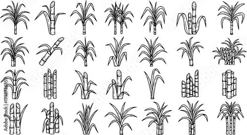 Agriculture Sugarcane Plant and Stalks Black and White Line Art Icon Collection. Hand Drawn Crop Doodles for Food and Drink Industry