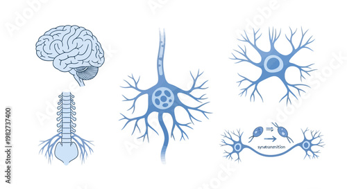 Illustration of various neurons and a brain showcasing nervous system components