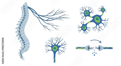 Neurons connect and transmit signals through synapses in the nervous system with dendrites and axons.