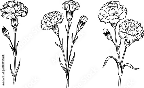 Black and white line of carnation flowers and buds white background, floral