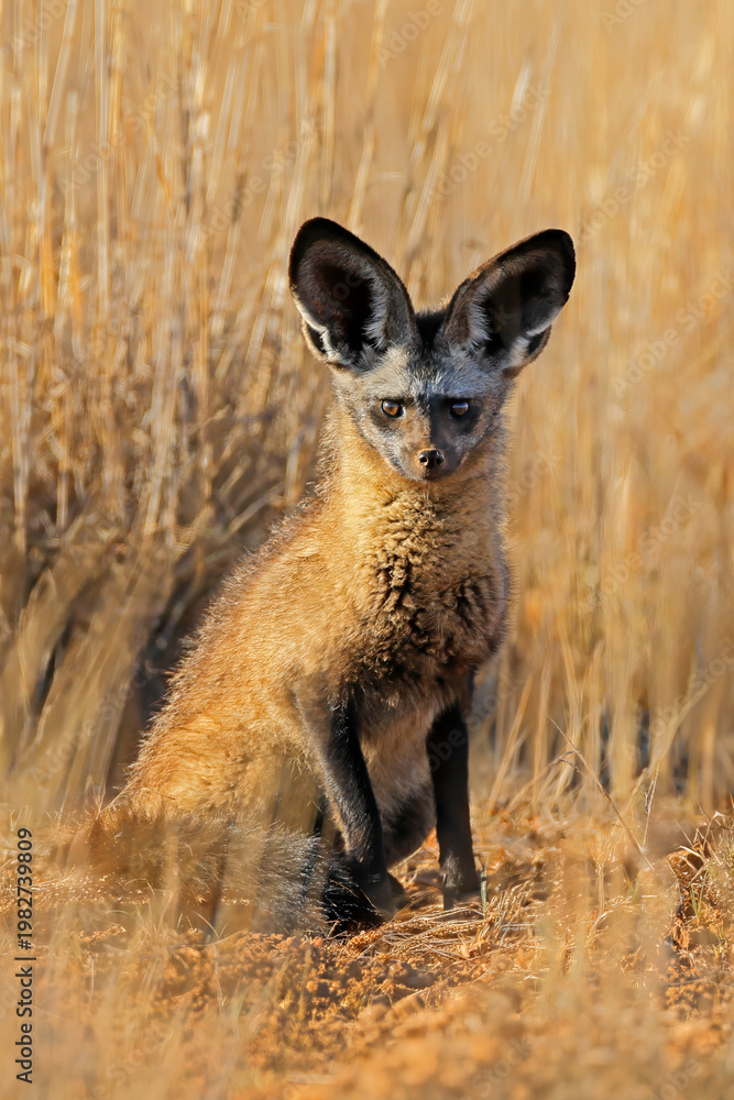 Fototapeta premium A small bat-eared fox (Otocyon megalotis) sitting in natural habitat, South Africa