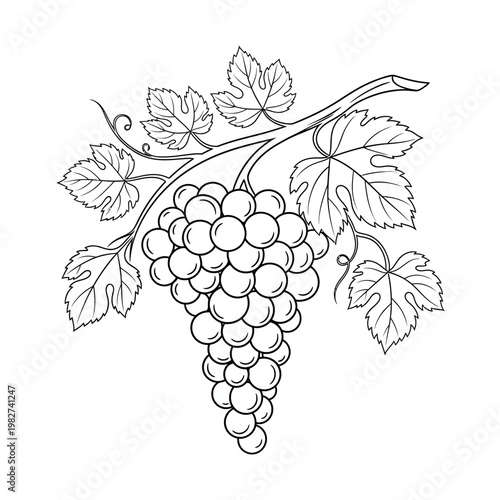 Grapes on the vine with leaves, black and white illustration, healthy food, organic fruit, vineyard harvest