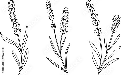 Simple line lavender sprigs white background, isolated botanical flower plant herb