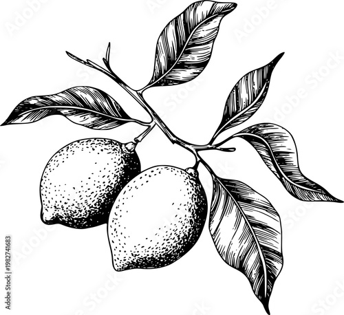 Vintage black and white ink of lemons a branch with leaves fruit leaf